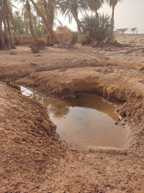 Oum Lâalag oasis in the desert on the way to Erg Chigaga.