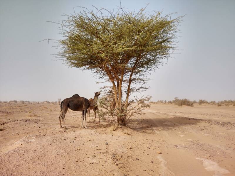 Camels eating the needles of an acacia tree in the desert between M'Hamid and Erg Chigaga.