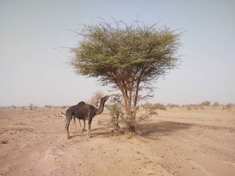 Camels eating evergreen needles off a tree in the desert west of M'Hamid el Ghizlane.