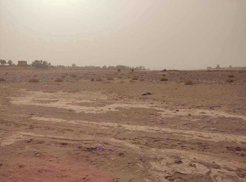 Camels in the Draa wadi at M'Hamid el Ghizlane.