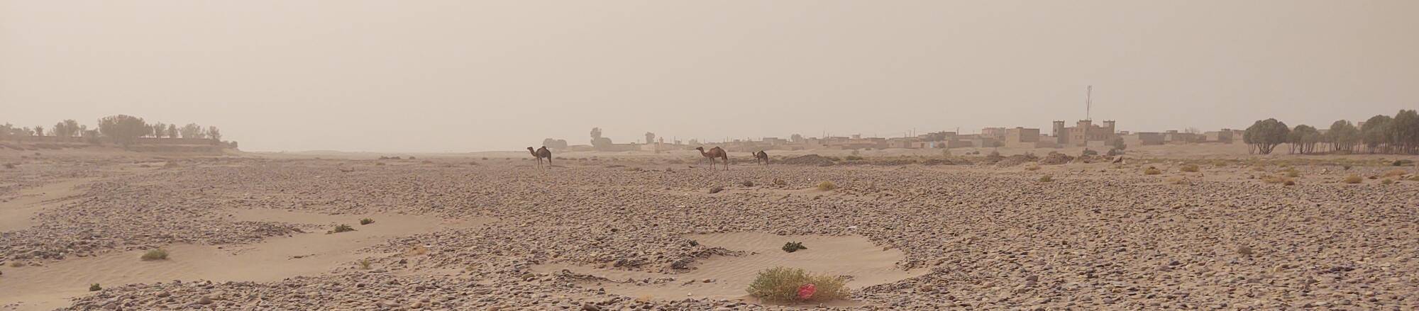 Camels in the Draa wadi at M'Hamid el Ghizlane, Morocco.