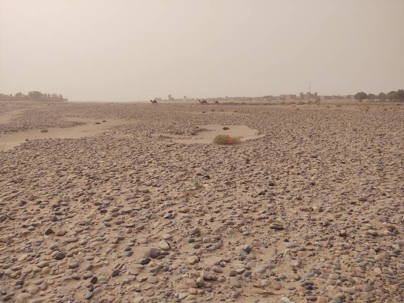 Camels in the Draa wadi at M'Hamid el Ghizlane.