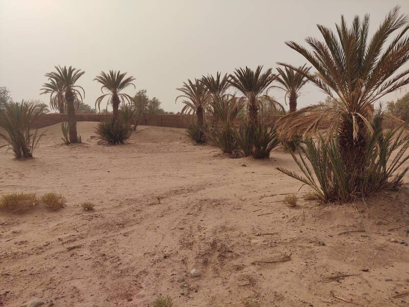 Date palms in M'Hamid el Ghizlane.