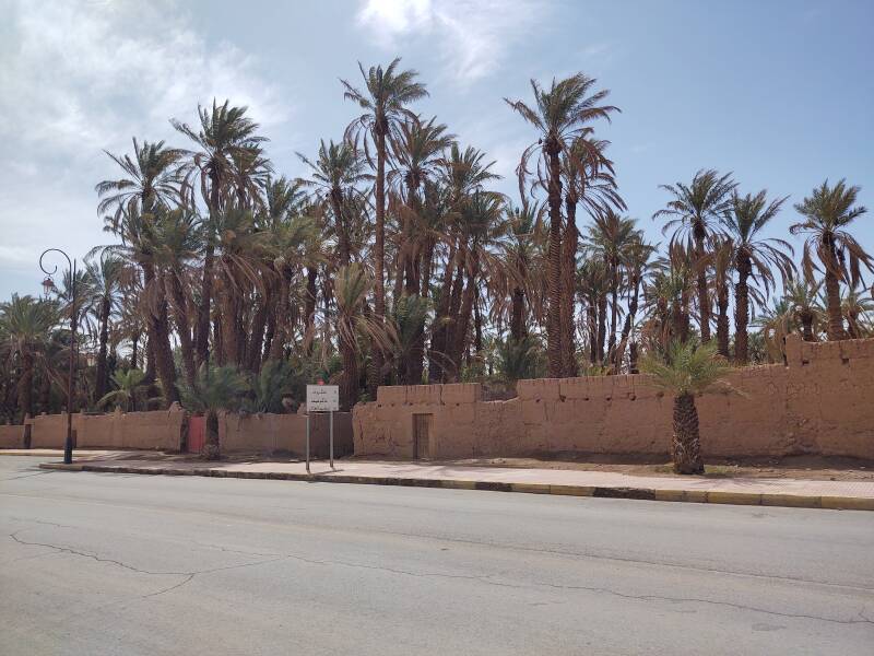 Date palms and irrigation ditches in Zagora, Morocco.