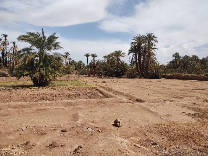 Date palms and irrigation ditches in Zagora, Morocco.