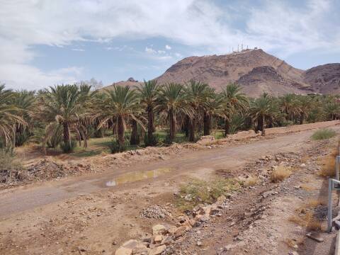 Date palms along Draa river bed, Jebel Zagora and telecommunications antennas in the background.