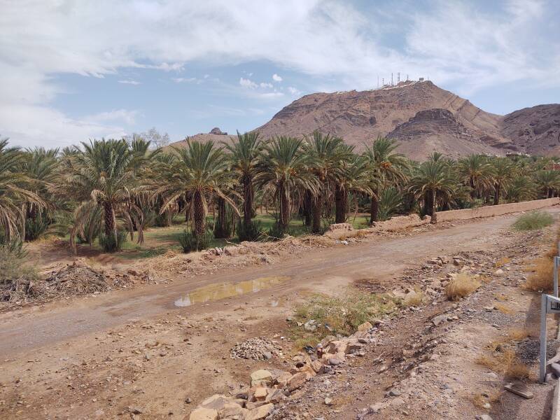 Date palms along the Draa River in Zagora, Morocco.