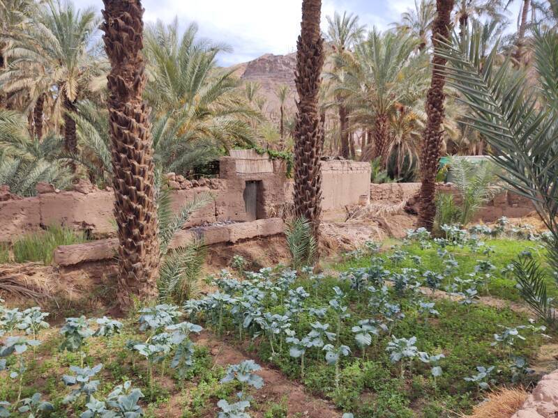Irrigated date palms and vegetables in Zagora, Morocco.