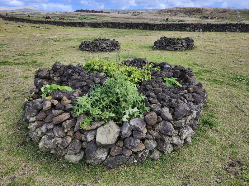 Manavai, cylindrical rock constructions sheltering garden plots.