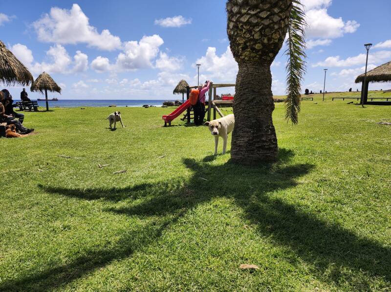 Dogs in the park along the waterfront in Hanga Roa, Rapa Nui.