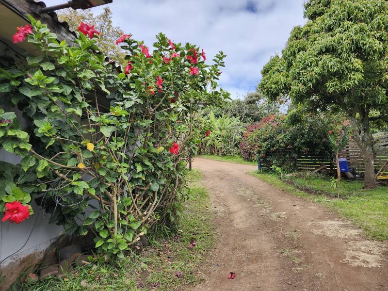 Hibiscus blooming along the lane.