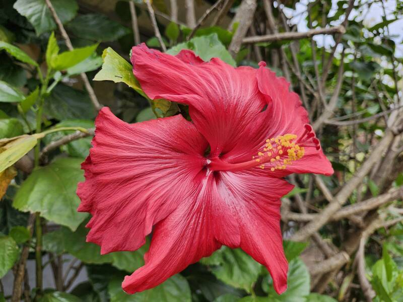 Hibiscus flower.