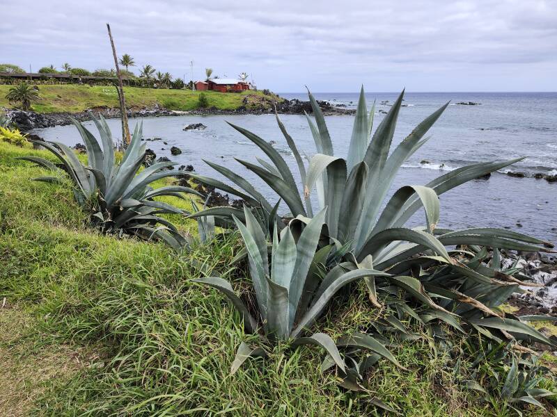 Agave-like plants as I approach the navy station.