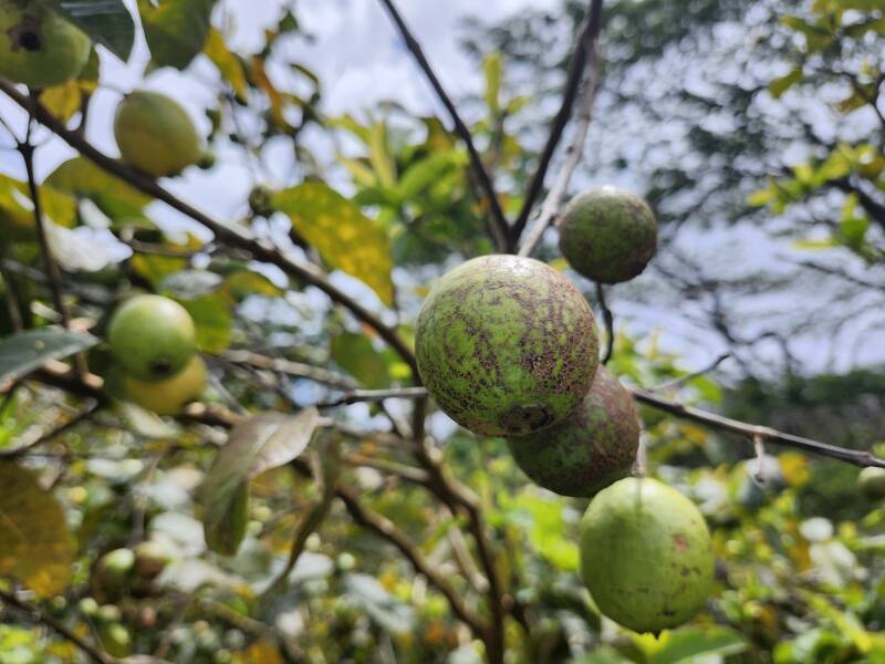 Close-up of tree.