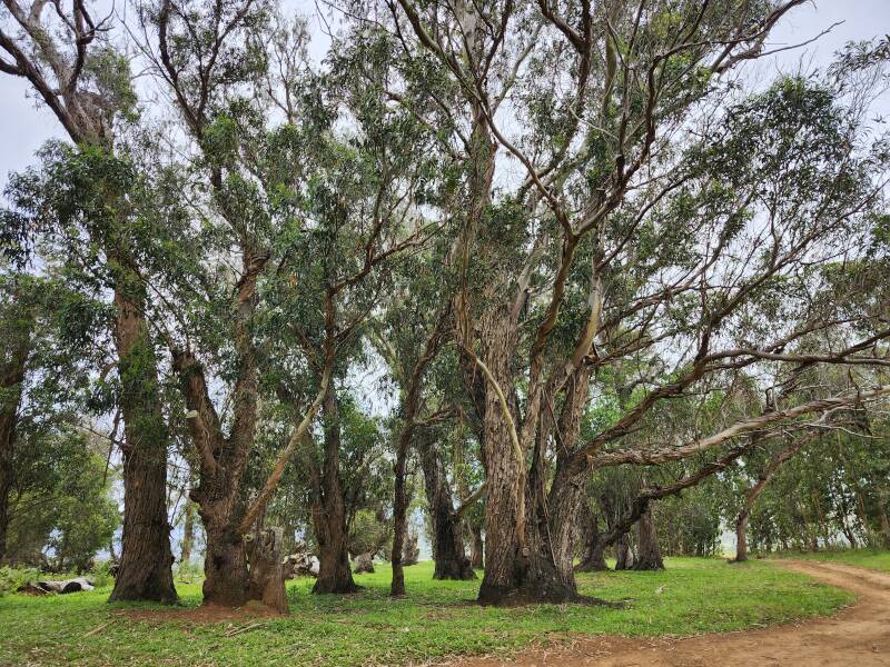 Grove of trees along the road up Rano Kau.