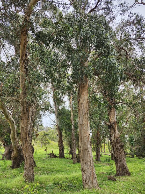 Grove of trees along the road up Rano Kau.