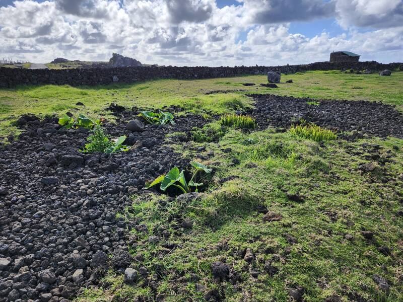 Lithic mulching at small garden-like plots.