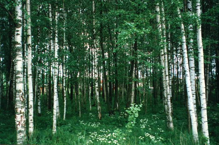 The Russian birch forest.