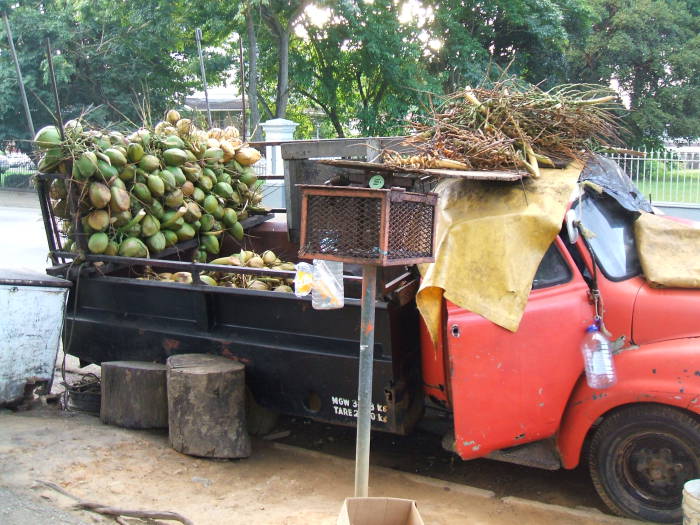 Coconut vendors in Trinidad.  A man is selling a large pile of green coconuts out of the back of a battered old red truck.