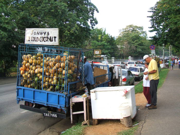 Coconut vendors in Trinidad.  A man is selling a large pile of green and brown coconuts out of a cage on the back of a blue truck.  His sign says 'Sonny's Ice Cold Coconut'.