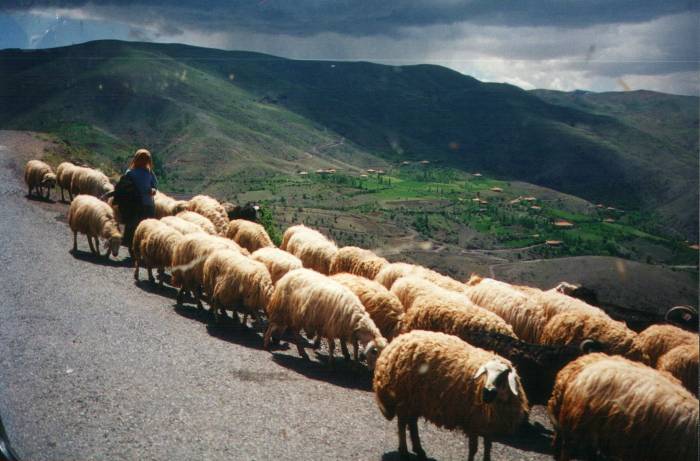 Sheep traffic on the rough road up Nemrut Dağı in eastern Turkey.