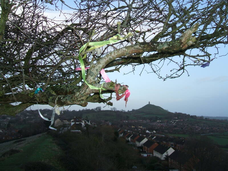 View through the Glastonbury Holy Thorn tree from Wearyall Hill to the Tor.