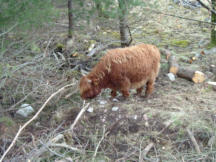 Hurry Coos!  Shaggy Highland cattle in the Scottish Highlands.