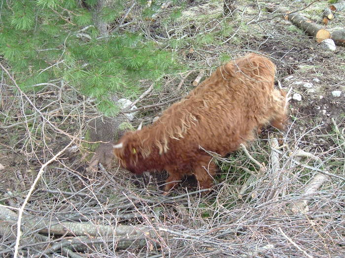 Hurry Coos!  Shaggy Highland cattle in the Scottish Highlands.
