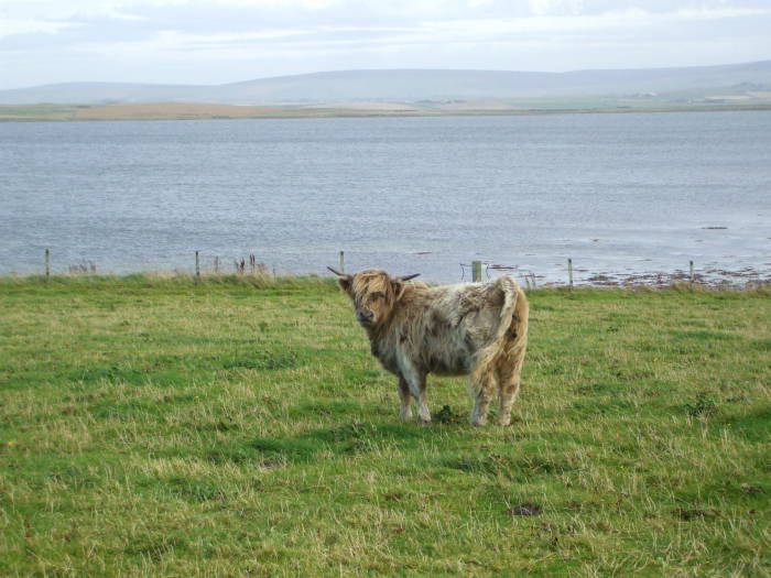 A Scottish hurry coo at the Knowe of Onston, looking toward Maeshowe and the Ring of Brodgar.