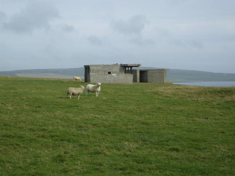 Sheep and a World War II bunker on Lamb Holm, Orkney.