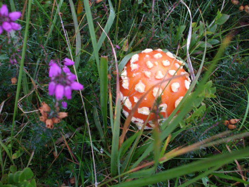 A colorful Scottish fungus: an orange and white spherical toadstool.