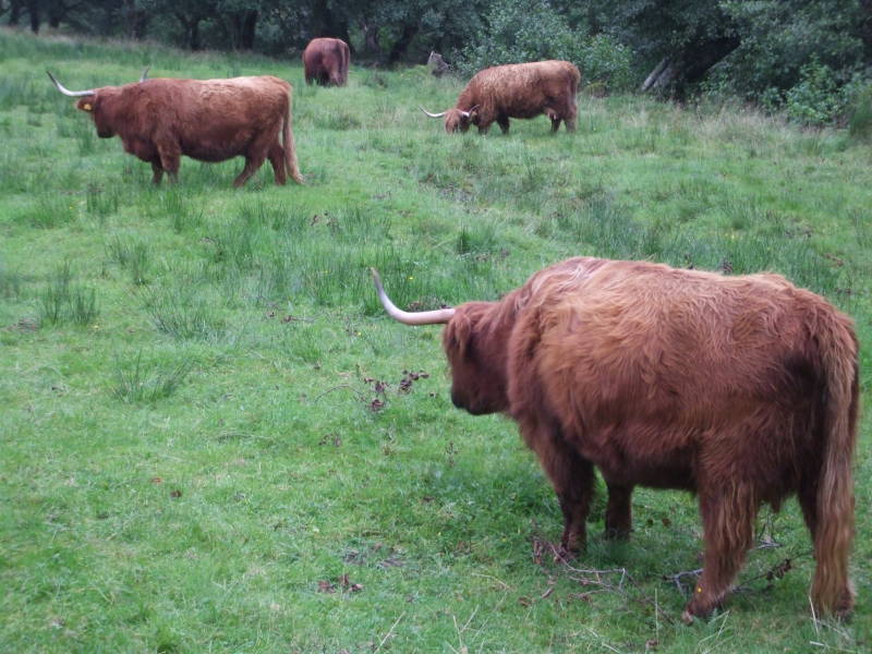 Hurry coos!  Scottish Highland cattle.