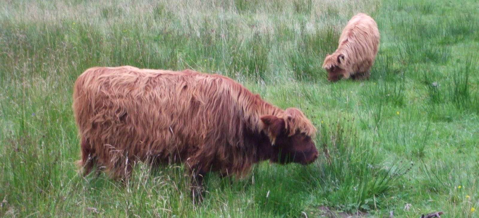 Hurry coos!  Scottish Highland cattle.