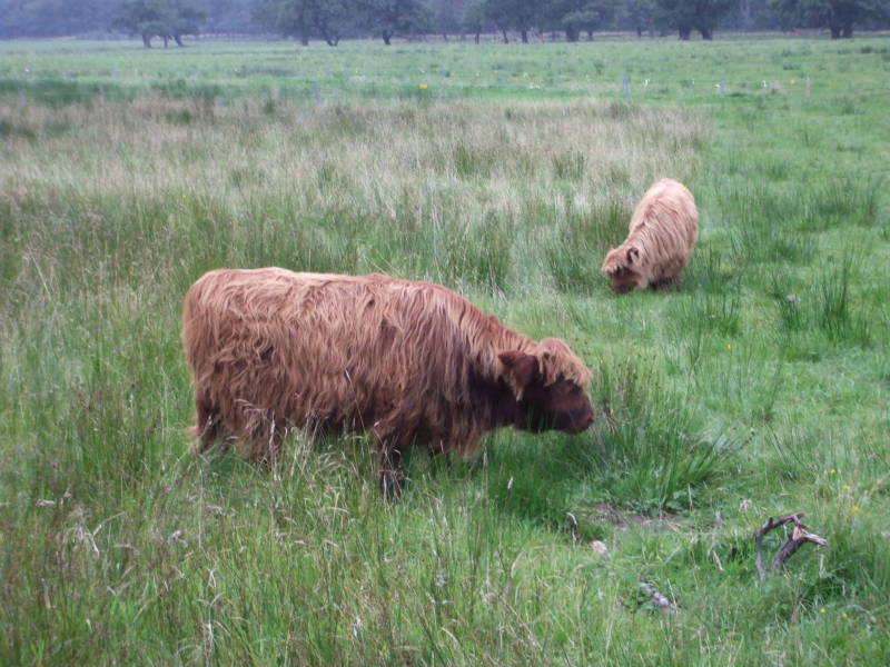 Hurry coos!  Scottish Highland cattle.