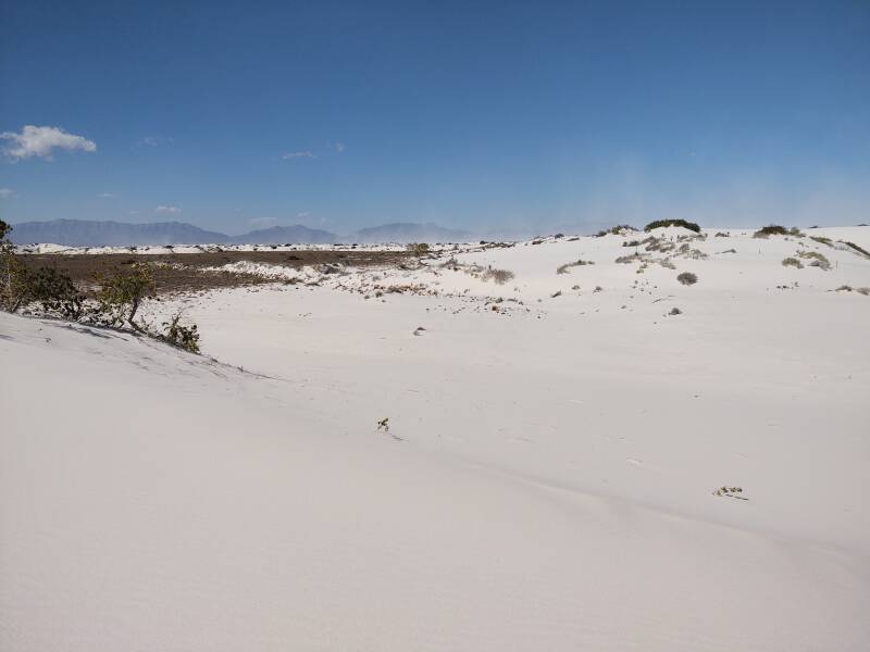 Plant and animal loop trail at White Sands.