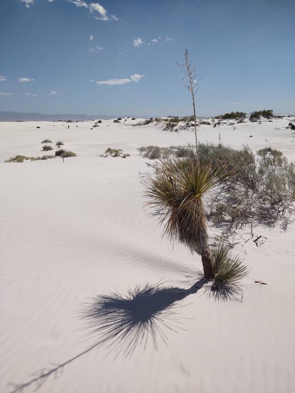Yucca bush at White Sands.