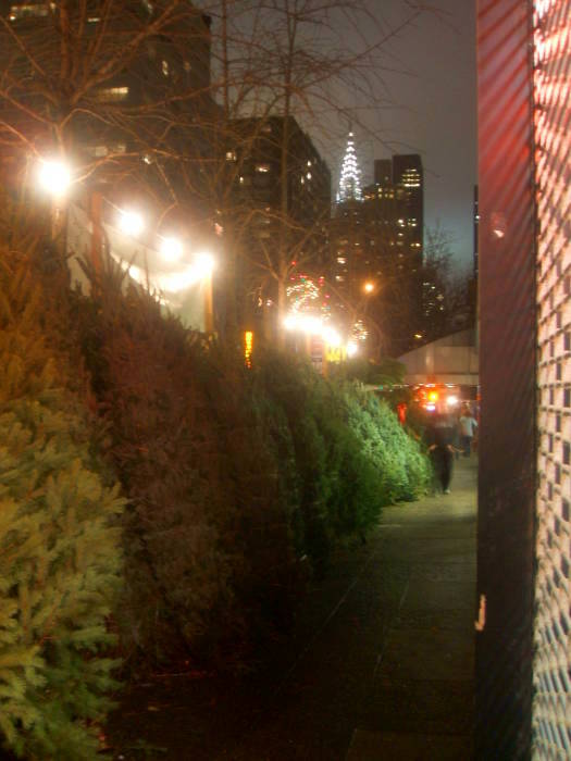 Christmas trees for sale in New York.