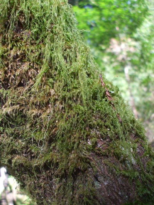 Mossy growths in Muir Woods.