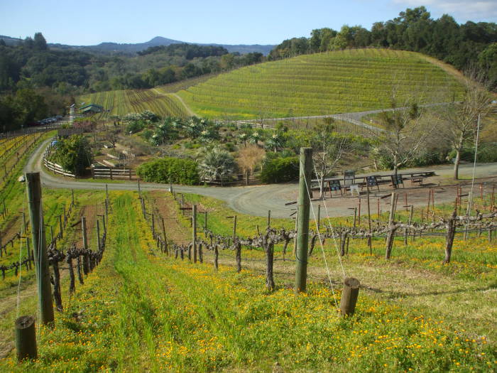 California vineyards in Sonoma Valley.