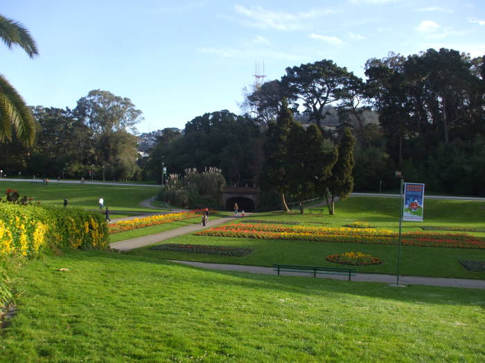 Flowers blooming in Golden Gate Park.