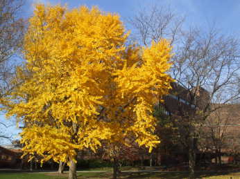 Yellow tree in front of the Technology building in the morning before the Ohio State football game.